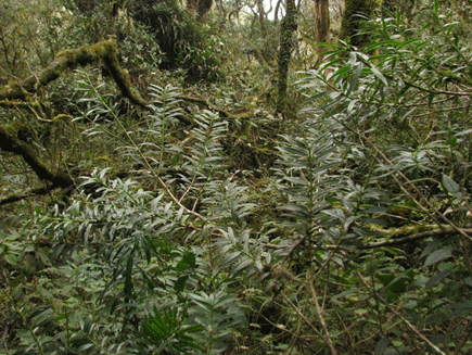 Podocarpus rusbyi