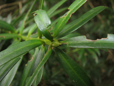 Podocarpus rusbyi