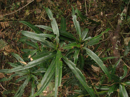 Podocarpus rusbyi