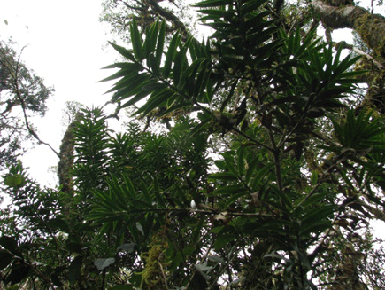Podocarpus rusbyi