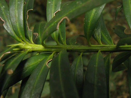 Podocarpus rusbyi