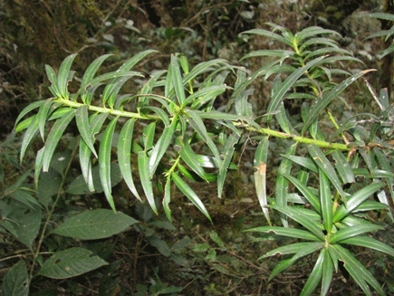 Podocarpus rusbyi