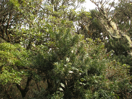Podocarpus rusbyi