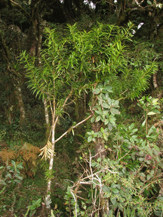Podocarpus rusbyi
