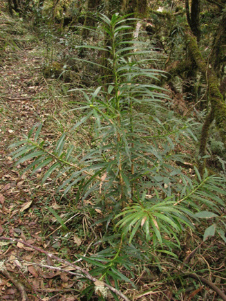 Podocarpus rusbyi