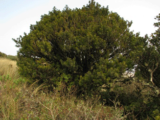 Podocarpus rusbyi