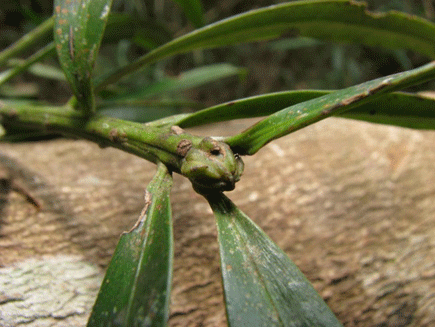 Podocarpus ingensis