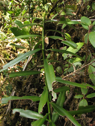 Podocarpus rusbyi