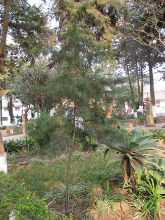 Podocarpus angustifolius