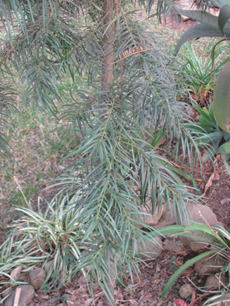 Podocarpus angustifolius
