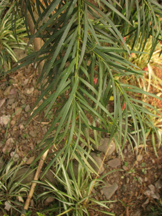 Podocarpus angustifolius