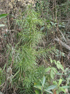 Podocarpus angustifolius