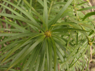 Podocarpus angustifolius