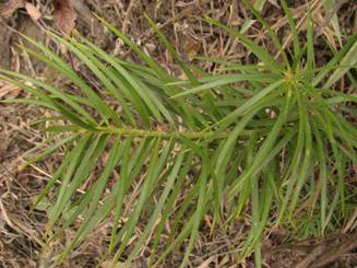 Podocarpus angustifolius