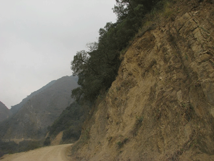 Podocarpus angustifolius