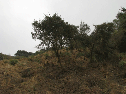 Podocarpus angustifolius