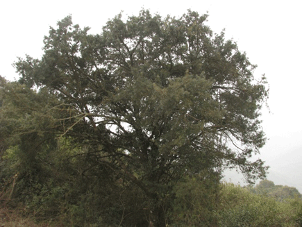 Podocarpus angustifolius