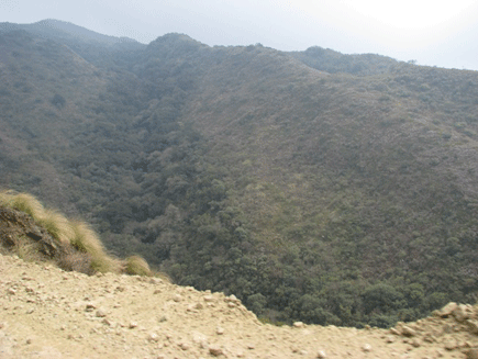 Podocarpus angustifolius