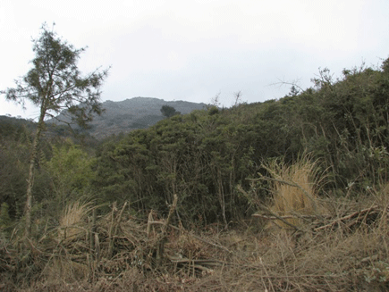 Podocarpus angustifolius