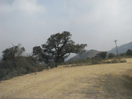 Podocarpus angustifolius