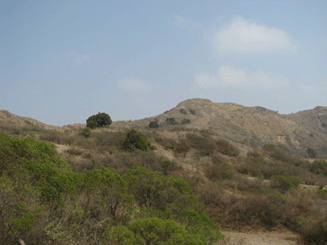 Podocarpus angustifolius