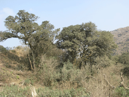 Podocarpus angustifolius