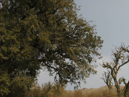 Podocarpus angustifolius