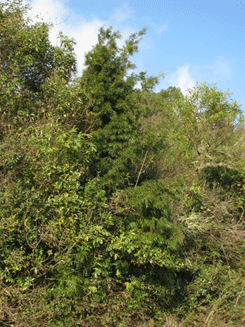 Podocarpus angustifolius