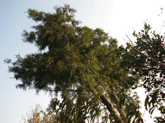 Podocarpus angustifolius