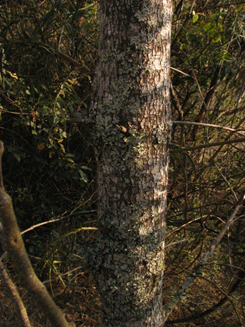 Podocarpus angustifolius