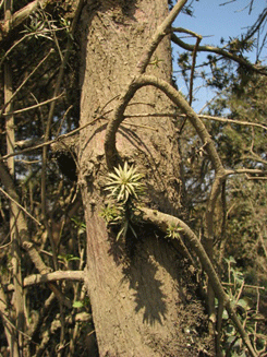 Podocarpus angustifolius