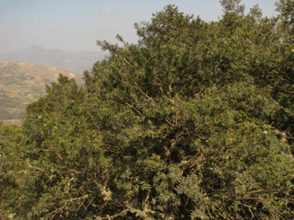 Podocarpus angustifolius