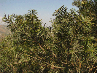 Podocarpus angustifolius