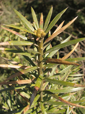 Podocarpus angustifolius