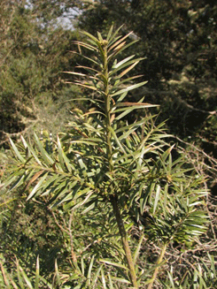 Podocarpus angustifolius