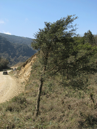 Podocarpus angustifolius