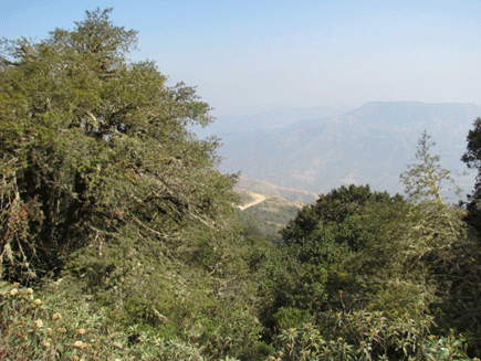 Podocarpus angustifolius