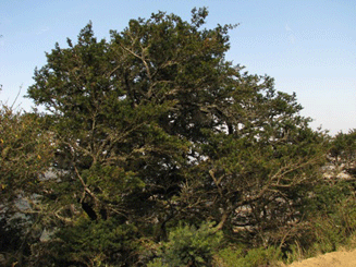 Podocarpus angustifolius