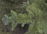 Abies magnifica