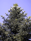 Abies pinsapo