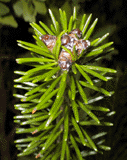 Abies sachalinensis