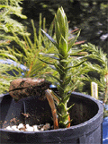 Araucaria angustifolia Seedlings