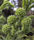 Cryptomeria japonica