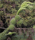 Cryptomeria japonica