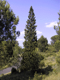 Cupressus sempervirens