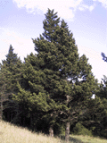 Cupressus sempervirens