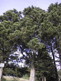 Cupressus sempervirens