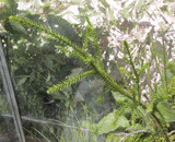 Dacrydium cupressinum