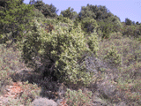 Juniperus oxycedrus