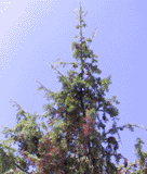 Juniperus oxycedrus
